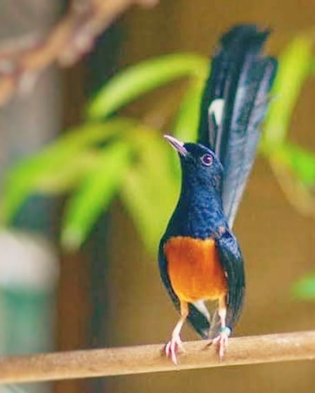 Pemberian makanan yang pas bisa bikin murai batu jadi juara abis di gantangan