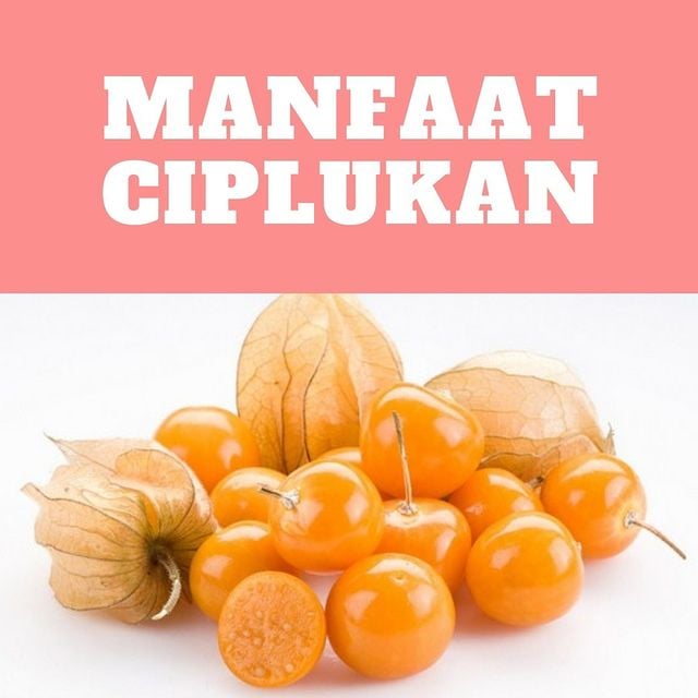 khasiat tanaman ciplukan