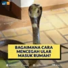 Cara mengusir ular dari rumah