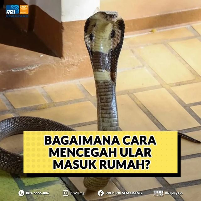 Cara mengusir ular dari rumah