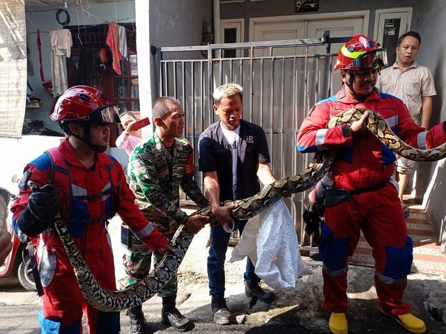 Cara mengusir ular masuk rumah