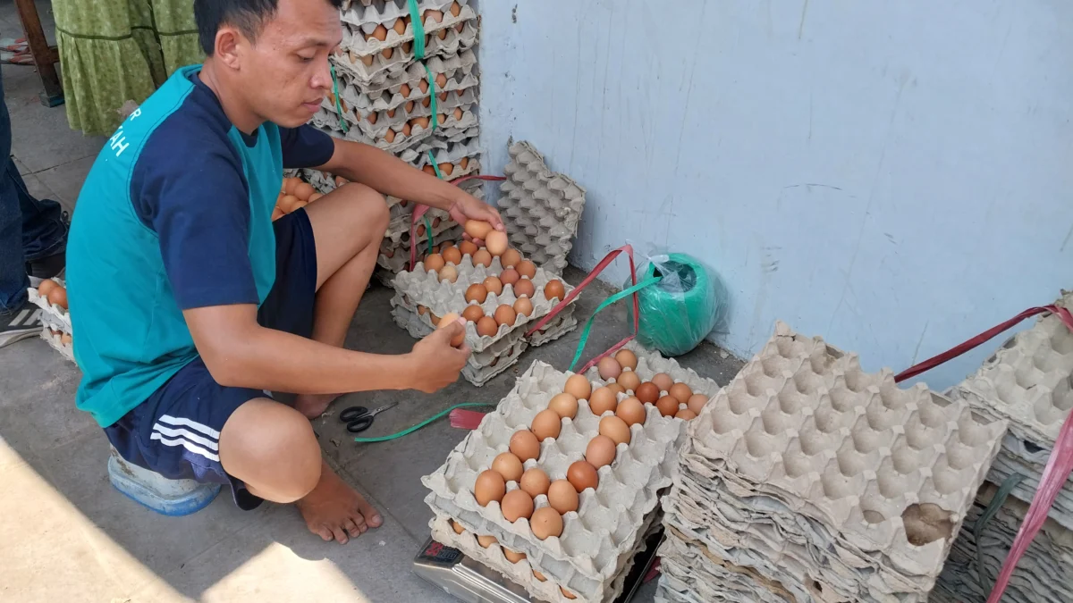 harga telur naik