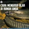 Cara mengusir ular dari dalam rumah