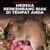 Cara mengusir tikus di rumah