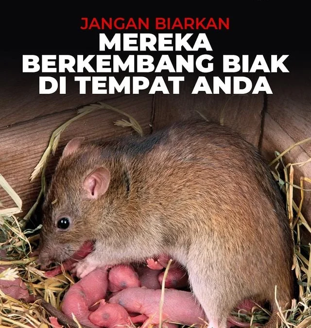 Cara mengusir tikus di rumah