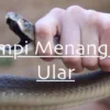 MIMPI MENANGKAP ULAR