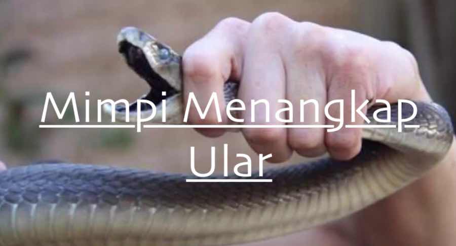 MIMPI MENANGKAP ULAR