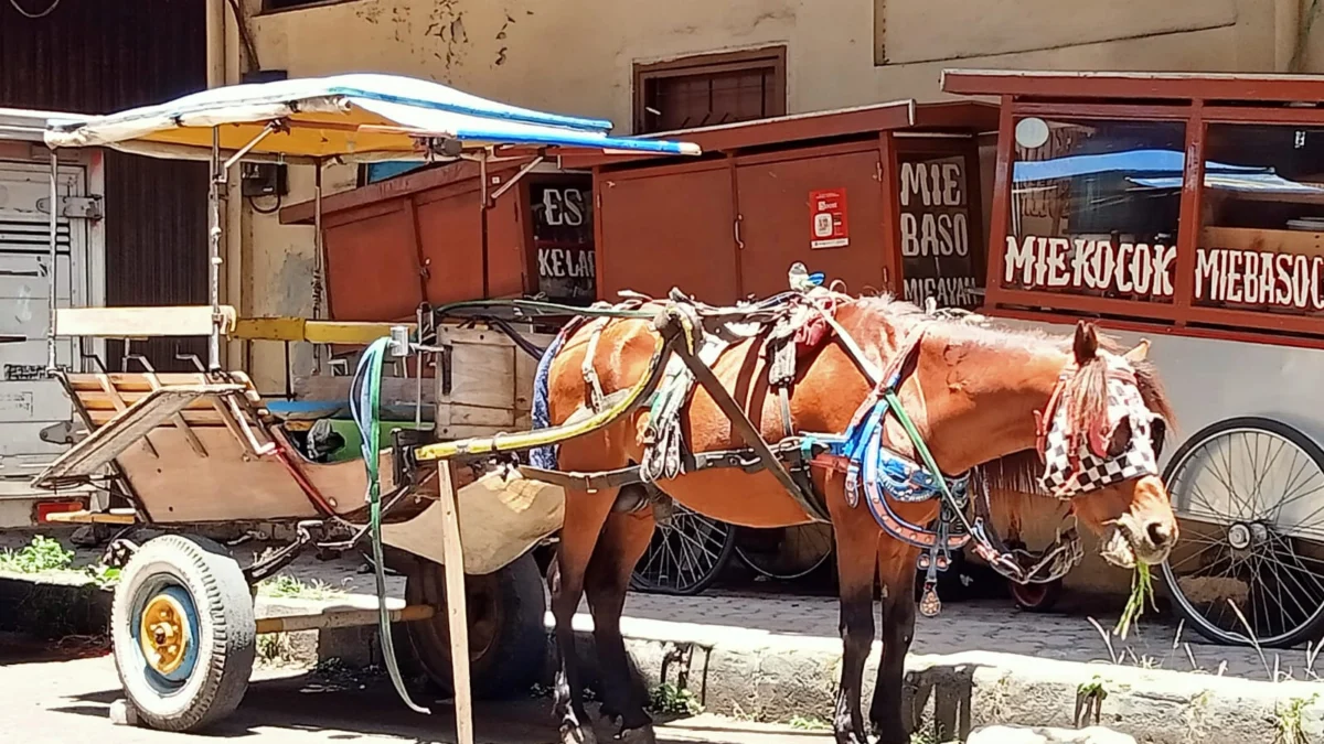 Delman kendaraan tradisional yang keren