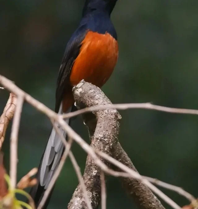 Cara mengatasi burung murai batu over birahi