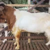 KAMBING YANG COCOK BUAT KURBAN