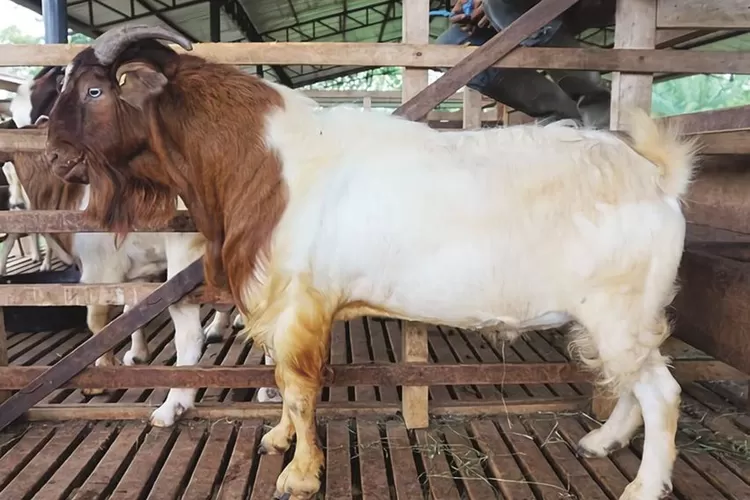 KAMBING YANG COCOK BUAT KURBAN