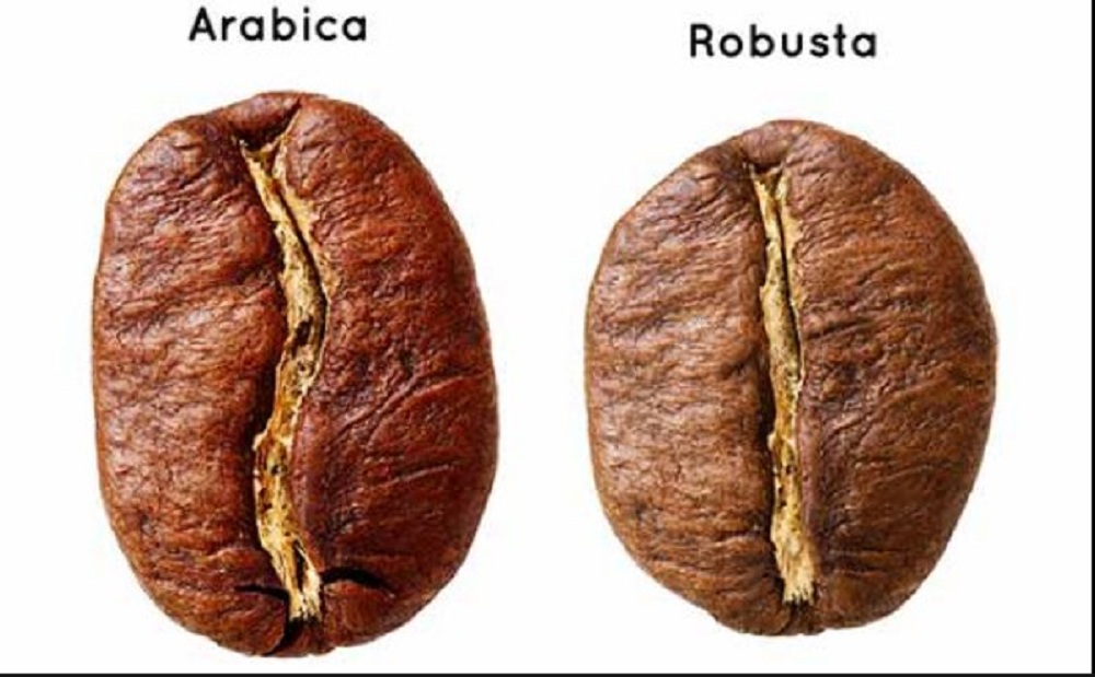 beda kopi robusta dan arabika