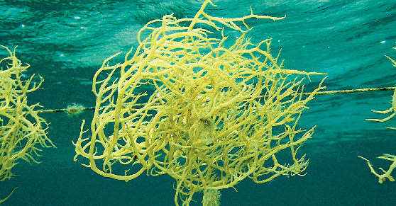 KANDUNGAN DARI RUMPUT LAUT DAN BAHAN DASAR MAKANAN