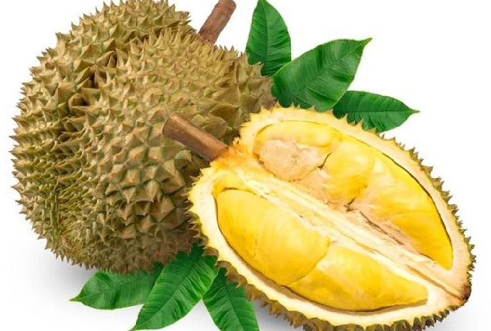 manfaat buah durian