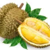 manfaat buah durian