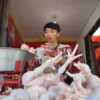 harga daging ayam tembus 50 ribu