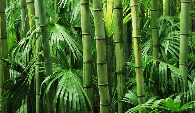 BAMBU EXOTIC ASAL INDONESIA YANG KEREN ABIS !!