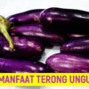 MANFAAT TERONG UNGU DAN AWAS ADA RESIKONYA KALAU BERLEBIHAN AYO....APA ITU ??