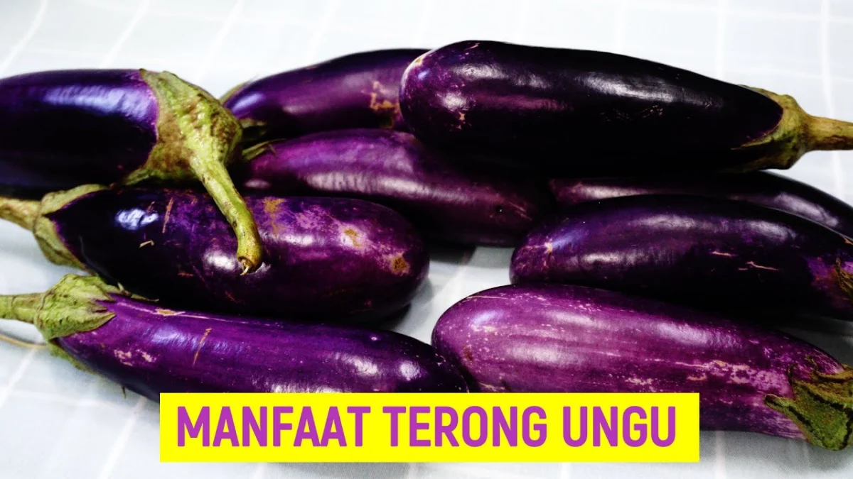 MANFAAT TERONG UNGU DAN AWAS ADA RESIKONYA KALAU BERLEBIHAN AYO....APA ITU ??