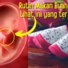 MANFAAT BUAH NAGA BUAT IBU HAMIL DAN KESEHATANYA