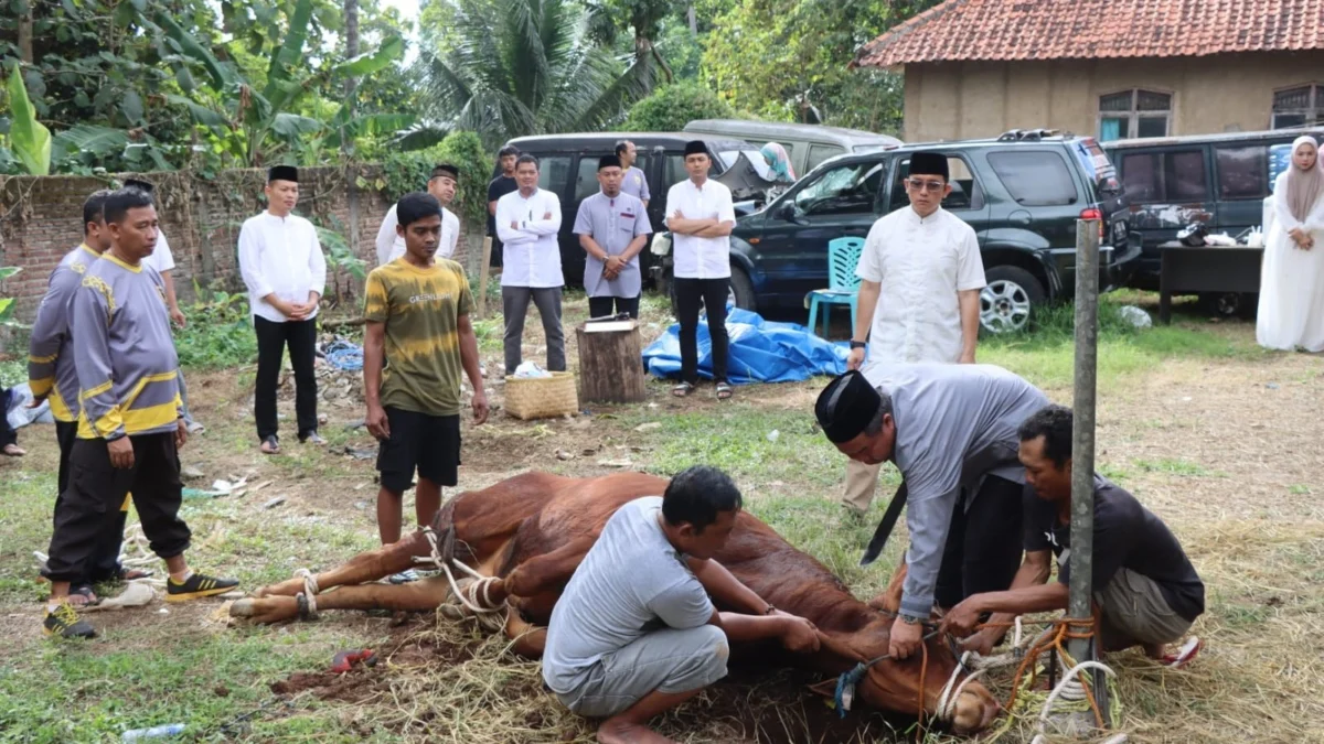 potong hewan dan salurkan daging kurban