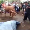 sapi kurban mengamuk