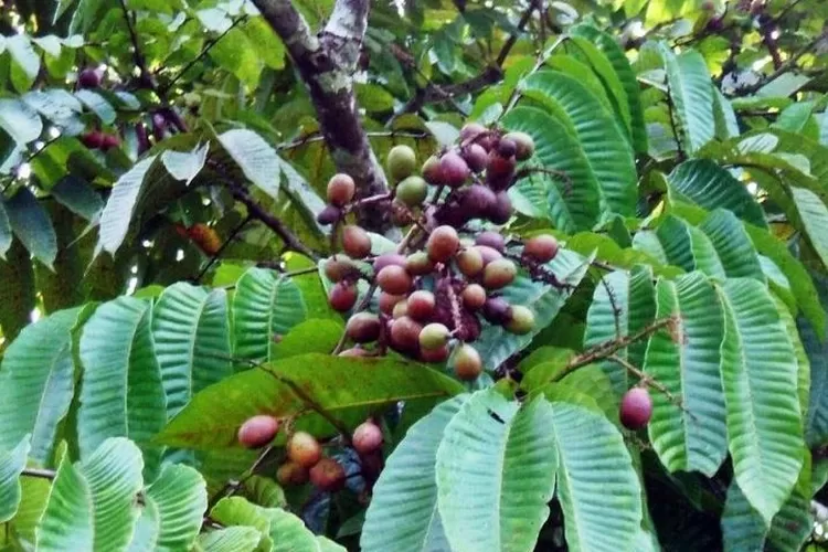 MANFAAT BUAH MATOA BUAH PAPUA YANG KAYA AKAN MANFAAT BAGI KITA