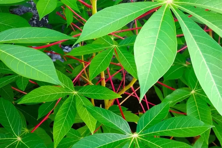 DAHSYATNYA DAUN SINGKONG BIKIN NAMBAH IMUN TUBUH