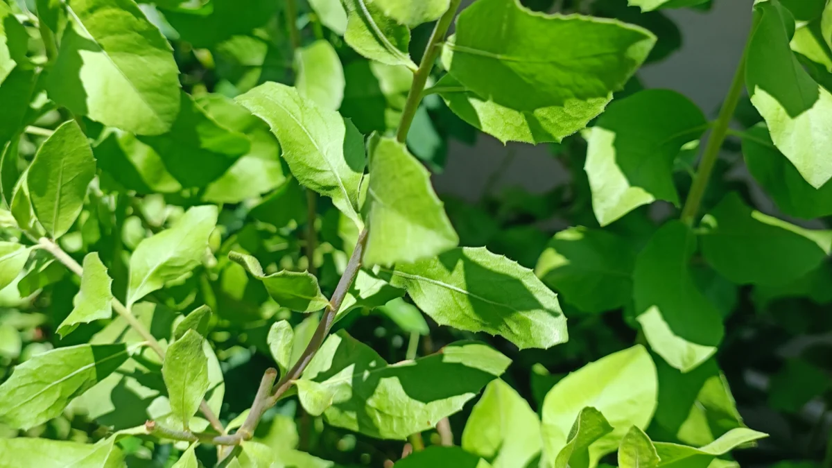 Cara Jitu dengan Daun Beluntas Wajah Jadi Glowing dan Awet Muda. 3 Manfaat untuk Kecantikan. Wajib Tahu!