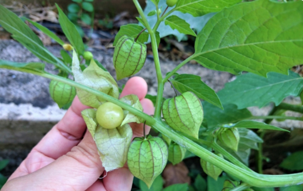 Amazing! Buah Ciplukan Menurunkan Hypertensi, Diabetes dan Nutrisi untuk Ibu Hamil. 12 Manfaat Kesehatan dan Kecantikan. Wajib Tahu!