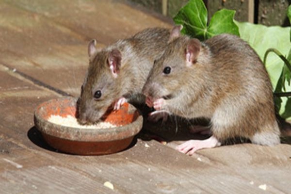 INILAH MAKANAN YANG BISA MENGUNDANG TIKUS MASUK RUMAH KAMU DAN BERSARANG DI SANA IH, SEREM