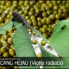 KAYA MANFAAT KACANG HIJAU BUAT KESEHATAN