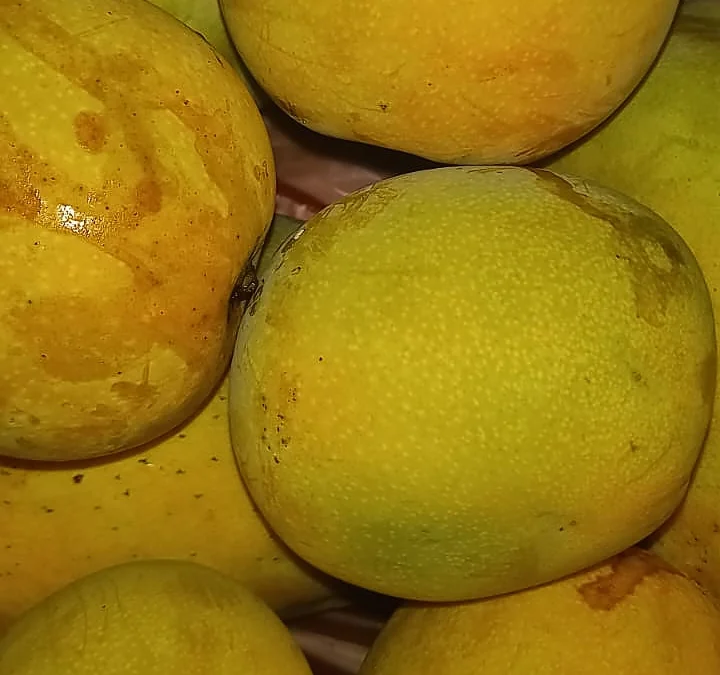 Mangga