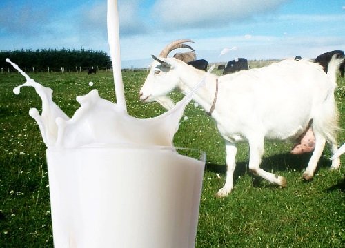 MANFAAT SUSU KAMBING UNTUK ANAK ANAK KALIAN GUYS !!