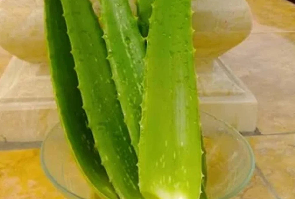 Lidah Buaya atau Aloe Vera dan Minyak Kelapa untuk rambut dan kulit yang dahsyat