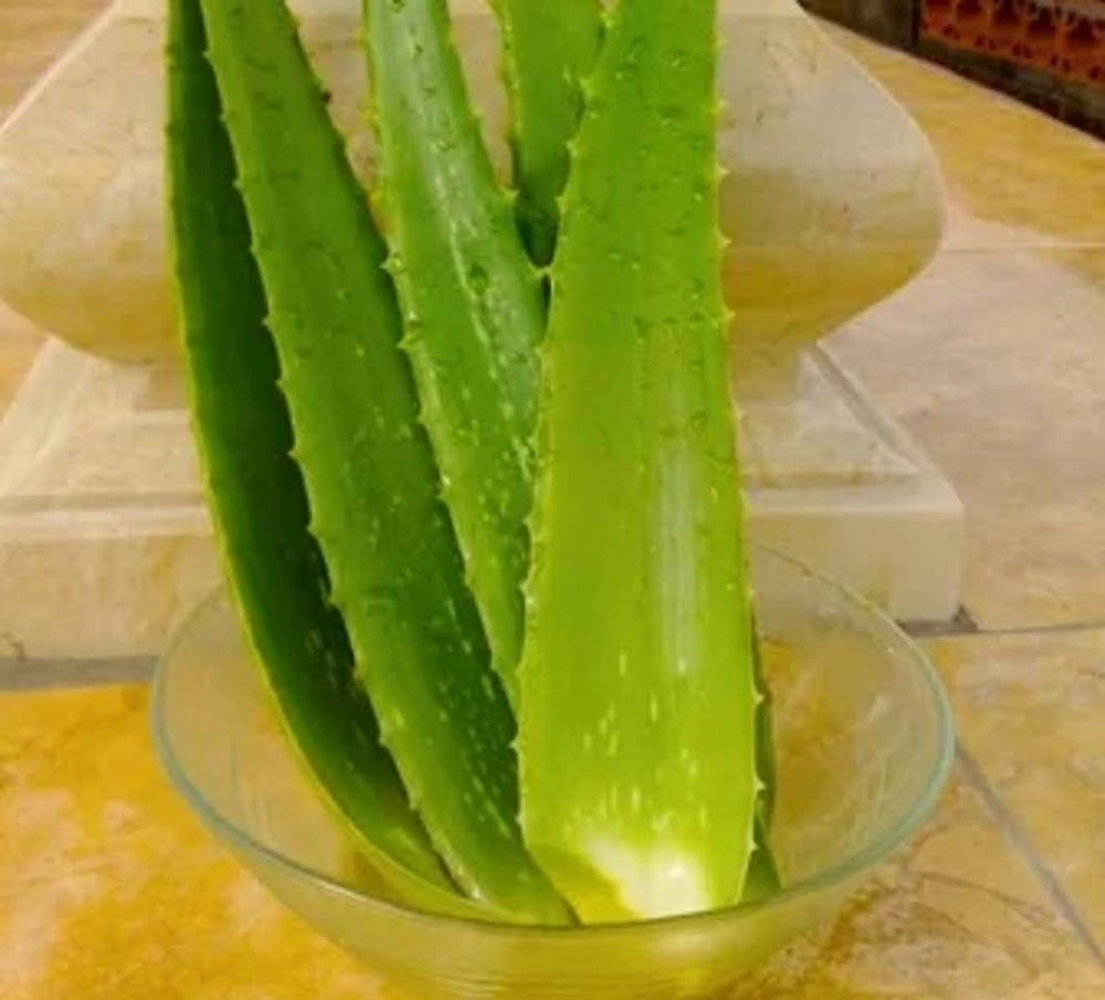 Lidah Buaya Atau Aloe Vera Dan Minyak Kelapa Manfaat Dan Khasiat Untuk Rambut Dan Kulit Yang