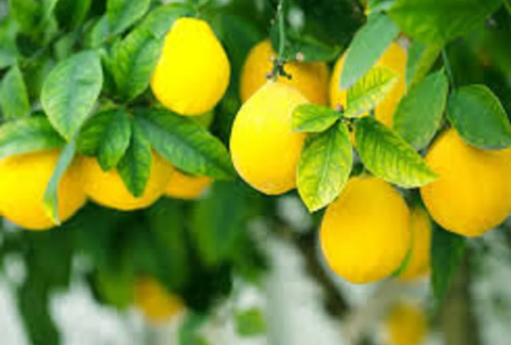 Cara Efektif Memutihkan Wajah Dengan Lemon