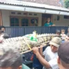 evakuasi buaya muara