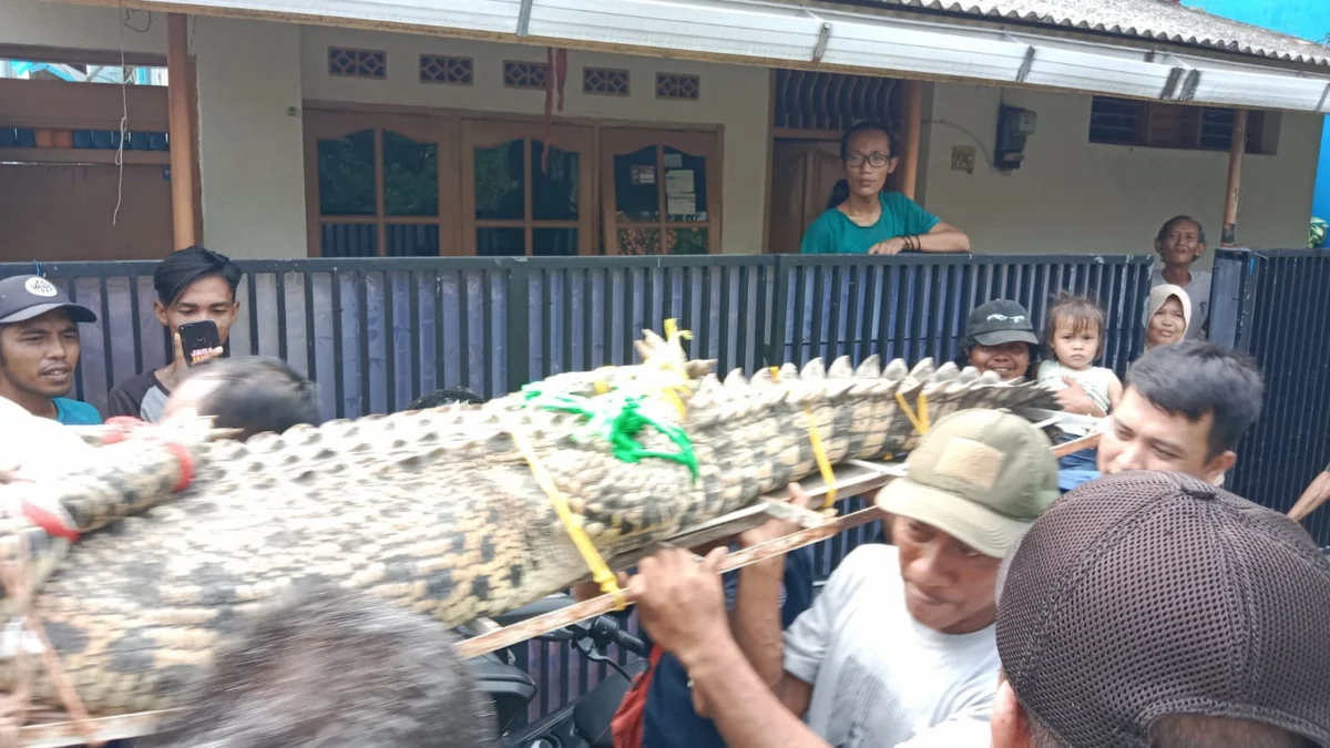 evakuasi buaya muara