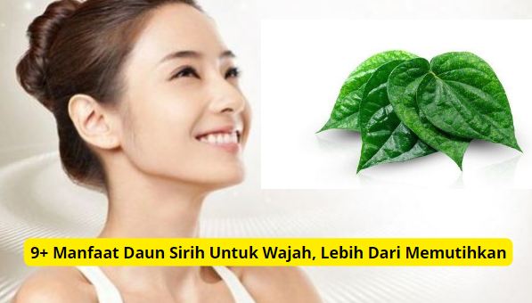 manfaat daun sirih untuk wajah.