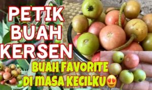 MANFAAT BUAH KERSEN BUAH KECIL TAPI MANFAAT BANYAK