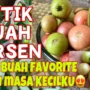 MANFAAT BUAH KERSEN BUAH KECIL TAPI MANFAAT BANYAK