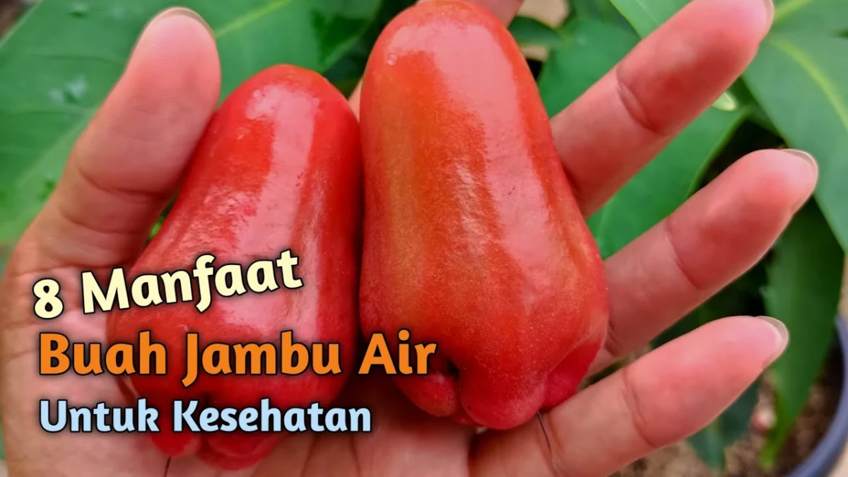 MANFAAT JAMBU AIR BUAT KESEHATAN KITA