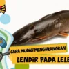 CARA MENGHILANGKAN BAU AMIS PADA LELE DENGAN BAHAN ALAMI YANG BISA DI TEMUKAN DI MANA AJA