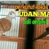 Burung perkutut