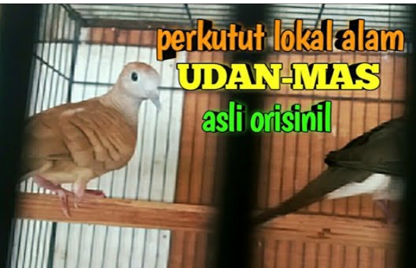 Burung perkutut