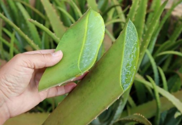 Cara Mudah Pemakaian Lidah Buaya