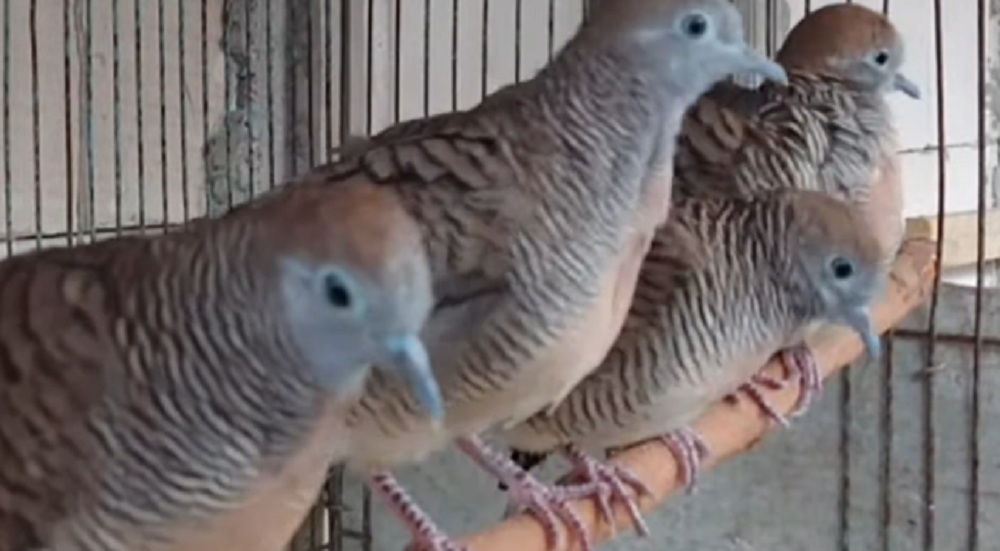 Inilah 3 Ramuan Ajaib Bikin Burung Perkutut Bangkok Gacor, Dijamin Giras Saat Mentas