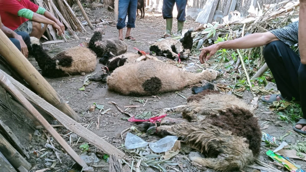 belasan ekor kambing mati diserang anjing rabies