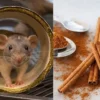 TAK USAH REPOT DENGAN BAHAN INI TIKUS LANGSUNG NGACIR